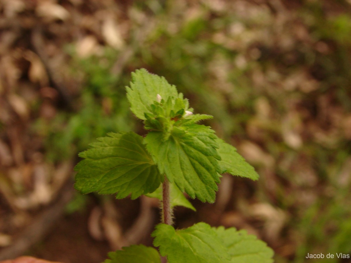 Stachys arvensis (L.) L.